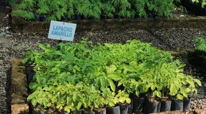 LANZAN PROGRAMA DE REFORESTACIÓN SOSTENIBLE - La Voz del Norte