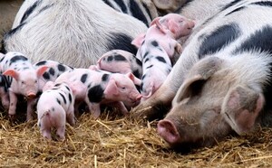 Cuba busca alternativas para subir la producción de la carne de cerdo - MarketData