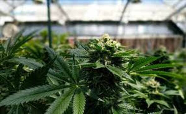 Diario HOY | EEUU: media sanción a despenalizar la marihuana