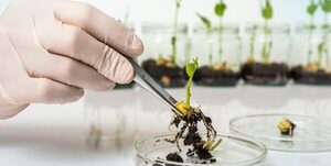 Argentina y Paraguay acuerdan desarrollar biotecnología y  buenas prácticas agroganaderas