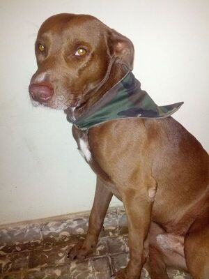 “Todinho”, la historia del perro que arranca lágrimas en las redes - Mascotas - ABC Color