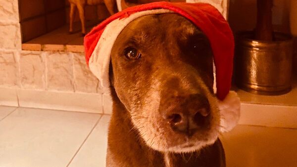 "Todinho", el fiel compañero peludo que enterneció al rollo tras su muerte