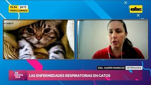 Las enfermedades respiratorios en gatos  - Ensiestados - ABC Color