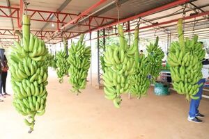 En Alto Paraná, productores consiguieron que la banana sea incluida nuevamente en la merienda escolar