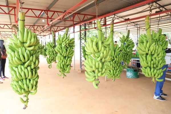 En Alto Paraná, productores consiguieron que la banana sea incluida nuevamente en la merienda escolar