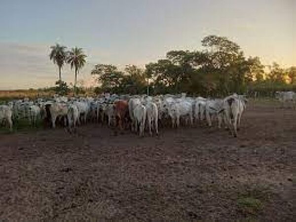 Incautan más de 100 cabezas de ganado en San Pedro