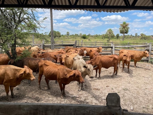 Incautan 80 animales e imputan a un hombre por presunto contrabando en Villa Hayes - Megacadena — Últimas Noticias de Paraguay