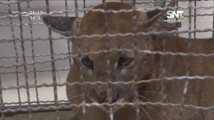 Puma recapturado en Villarrica fue trasladado a la capital - SNT