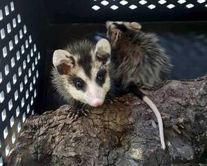 Crónica / “Yo solo soy el mykurẽ…”: buscan proteger a estos animalitos