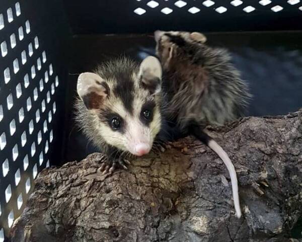 Crónica / “Yo solo soy el mykurẽ…”: buscan proteger a estos animalitos