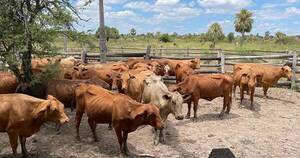 La Nación / Fiscal incautó 80 animales vacunos e imputó a un hombre por contrabando