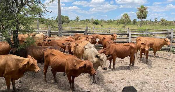 La Nación / Fiscal incautó 80 animales vacunos e imputó a un hombre por contrabando