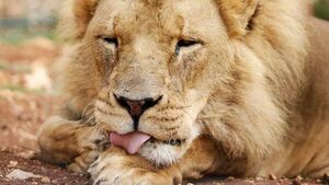 La oxitocina, la hormona del amor, convierte a fieros leones en gatitos