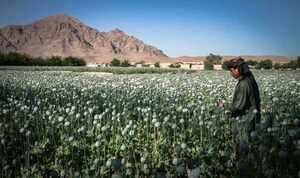 Talibanes prohibieron el cultivo del opio en Afganistán - Megacadena — Últimas Noticias de Paraguay