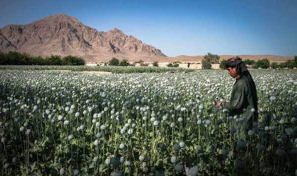 Talibanes prohibieron el cultivo del opio en Afganistán - Megacadena — Últimas Noticias de Paraguay