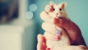 Las ratas reconocen canciones incluso si se les cambia tempo y frecuencia