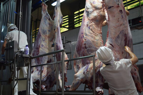 En marzo, la faena de vacunos para exportación cayó 36,7%