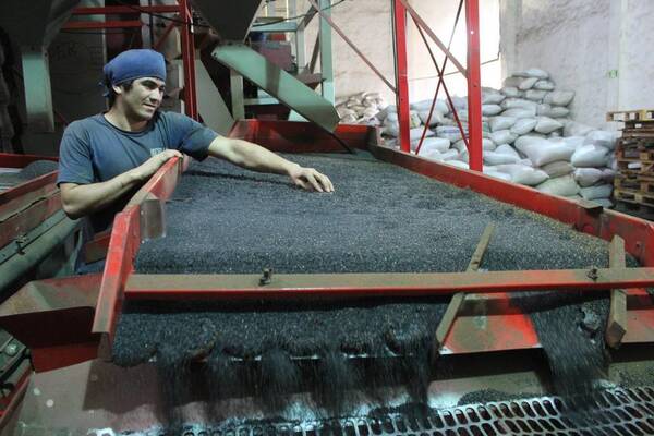 Los sobrecostos logísticos siguen golpeando a productores de sésamo