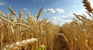 Se redujo la exportación de trigo 41% a febrero de 2022