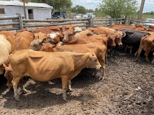 Diario HOY | Pillan vacas que fueron ingresadas de contrabando al país