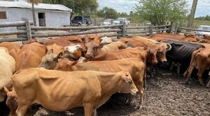 Pillan vacas que fueron ingresadas de contrabando al país