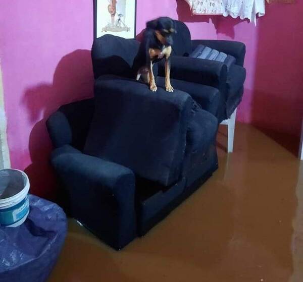 Crónica / Casas inundadas en Villa Elisa, ni Firulais se salvó