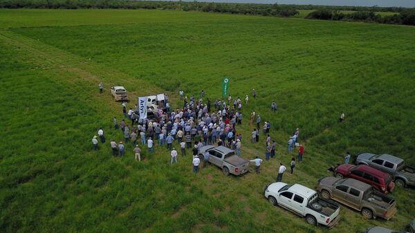 Invitan a la segunda edición de jornada de pasturas para zonas semiáridas