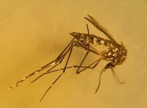 Mosquitos invadieron Asunción, pero no son vectores de riesgo, según el Senepa - Nacionales - ABC Color
