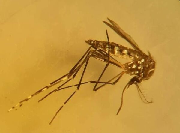 Mosquitos invadieron Asunción, pero no son vectores de riesgo, según el Senepa - Nacionales - ABC Color