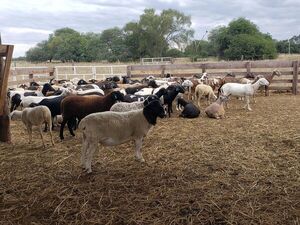 Desean expandir la producción de carne de cordero en el Chaco Central