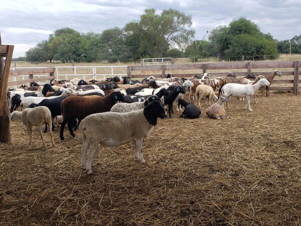 Desean expandir la producción de carne de cordero en el Chaco Central