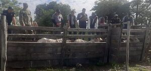 Aparecen más animales en 25 de Diciembre que pertenecerían a personas vinculadas a la megaoperación A Ultranza - Nacionales - ABC Color
