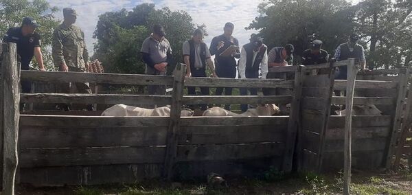 Aparecen más animales en 25 de Diciembre que pertenecerían a personas vinculadas a la megaoperación A Ultranza - Nacionales - ABC Color