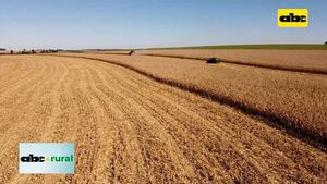 Baja 83% exportación de maíz entre enero y febrero - ABC Rural - ABC Color
