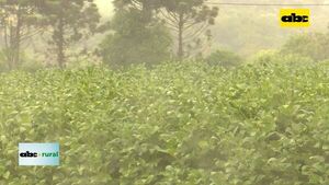 Heladas podrían aparecer recién en junio - ABC Rural - ABC Color