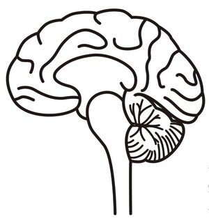 Neurociencias (8) - Escolar - ABC Color