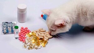 Mascotas: por qué no debés medicar a tu gato por tu cuenta - Mascotas - ABC Color