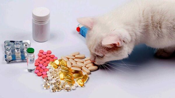 Mascotas: por qué no debés medicar a tu gato por tu cuenta - Mascotas - ABC Color