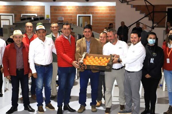 Paraguay alista producción de caqui que será exportada a Europa