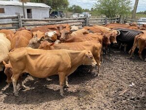 Encuentran más ganado que pertenecerían a la estancia de Conrado Insfrán · Radio Monumental 1080 AM