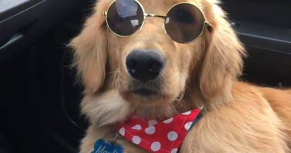 La Nación / Animalovers: conductor de Uber lleva a su perrito en el viaje