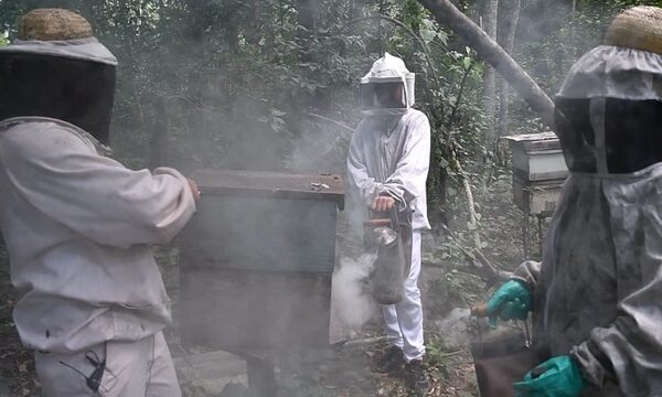 Comité emprende con éxito apicultura sostenible en el Refugio Biológico Mbaracayú de ITAIPU