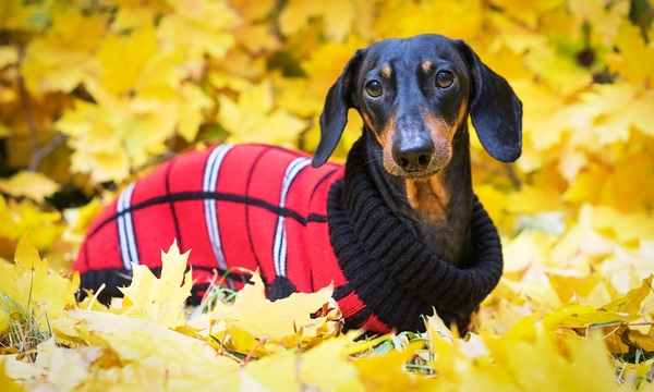 Los perros cuando hace frío: ¿abrigarlos o no? | Telefuturo