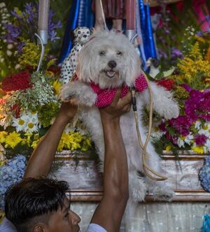 Cientos de perros se disfrazan para las fiestas de San Lázaro en Nicaragua - Mascotas - ABC Color