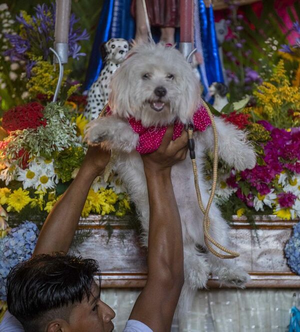 Cientos de perros se disfrazan para las fiestas de San Lázaro en Nicaragua - Mascotas - ABC Color