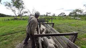 En San Pedro inmunizaron a unas 1.200.00 cabezas de ganado contra la fiebre aftosa - .::Agencia IP::.