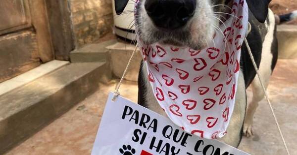 La Nación / Dame una pata Paraguay solicita ayuda para remodelar el nuevo centro de adopción