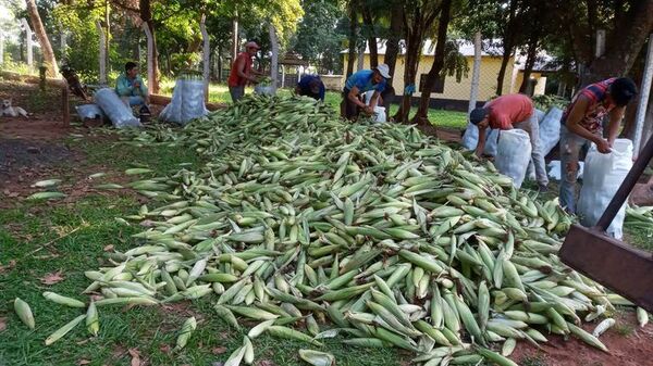 Producción choclo genera beneficio a labriegos de San Pedro - Nacionales - ABC Color