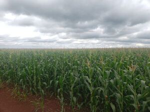 Lluvias ayudaron a mejorar cultivos de maíz y zafriña - Nacionales - ABC Color