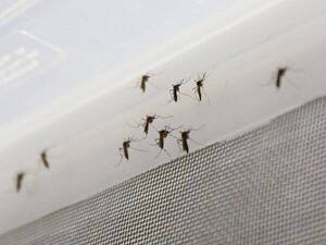 Crónica / Raudal en central trajo una ¡invasión de mosquitos!